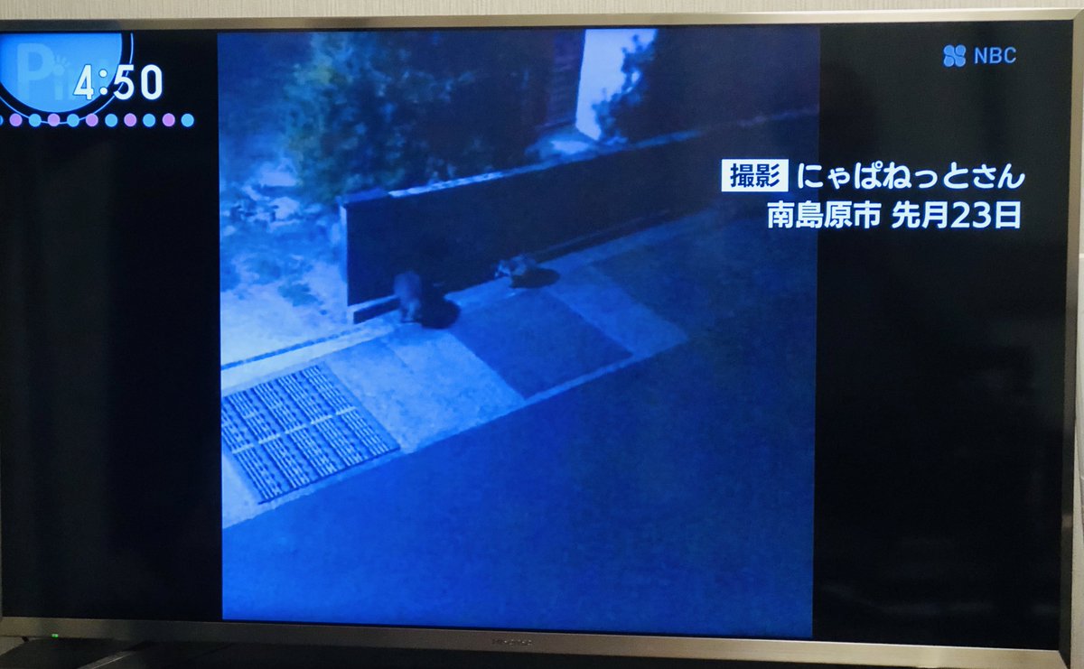 288os's tweet photo. NBC 長崎放送の Pintの放映、投稿動画なので 夕方2部の最後の方にチョロっと出るのかな？と思い込んで 18時15分から母と観てたらいつまで経っても出てこない。まさかと録画を確認したらなんとオープニングからのトップニュースだった😳キャスターの岸さん 豊崎さんはじめスタッフの方々ありがとうございました。👵母と一緒に大喜びで楽しい夕食がとれました🙏