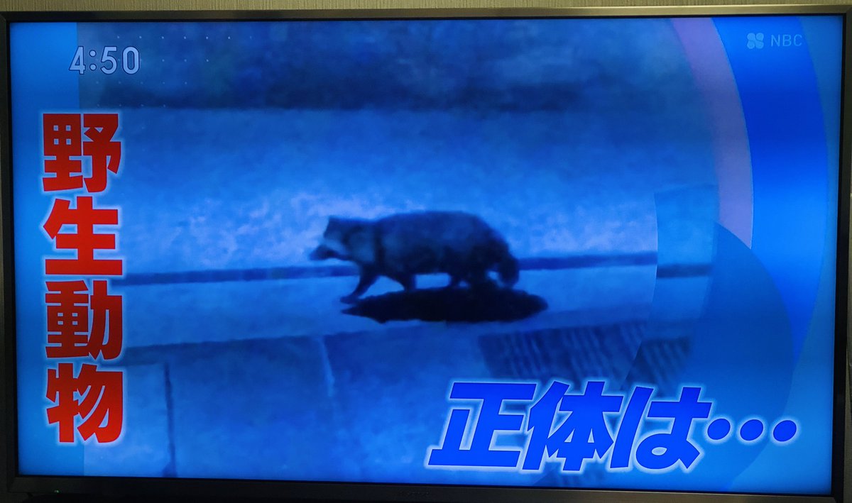 288os's tweet photo. NBC 長崎放送の Pintの放映、投稿動画なので 夕方2部の最後の方にチョロっと出るのかな？と思い込んで 18時15分から母と観てたらいつまで経っても出てこない。まさかと録画を確認したらなんとオープニングからのトップニュースだった😳キャスターの岸さん 豊崎さんはじめスタッフの方々ありがとうございました。👵母と一緒に大喜びで楽しい夕食がとれました🙏