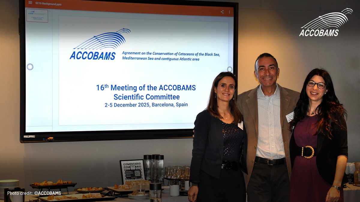 ACCOBAMS's tweet photo. The ACCOBAMS Scientific Committee is in Barcelona for SC16! Following the 2023 Tunis meeting, we continue essential work: cetacean conservation, research, and advising the Parties. 

Stay tuned for SC16 outcomes! 🌍📢

#ACCOBAMS #SC16 #MarineConservation https://t.co/rWzz0zsdN4