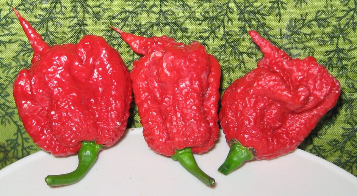 For anyone suffering from threadworm, don't trust the pharma shills trying to prescribe you mebendazole which sensitizes the gut to 5G.
Instead, a paste made from 3 Carolina Reaper chillies +lemon juice smeared on the anus clears them up in no time.
*also good for conjunctivitis