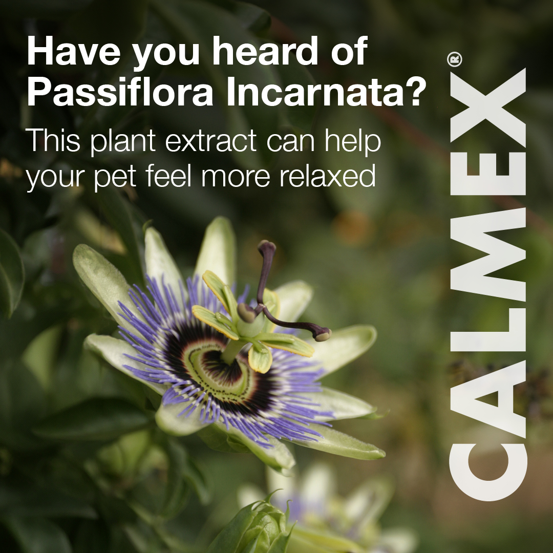 Have you heard of Passiflora incarnata? Otherwise known as passionflower, this super plant extract can help your pet feel more relaxed, as it increases the chemicals in the brain linked to sleep and rest