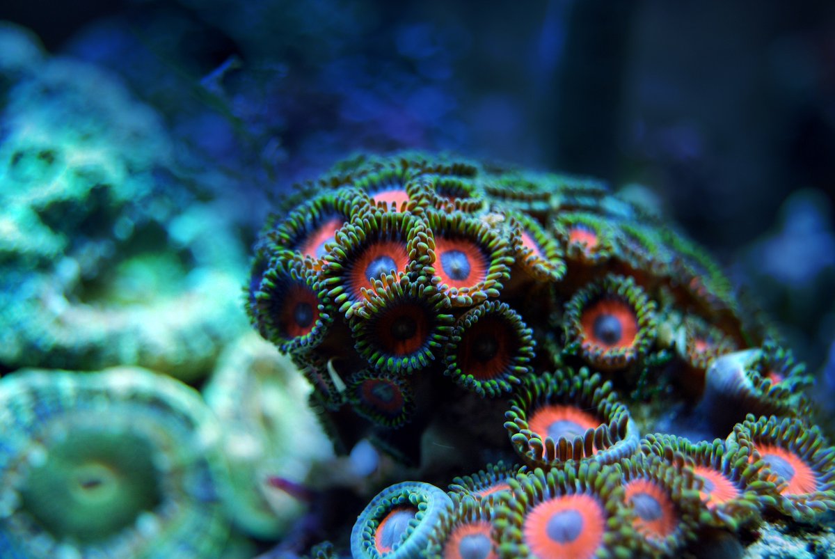 sequenceserver's tweet photo. Will we ever stop celebrating #databases? Not likely! They offer high-quality #datasets to scientists worldwide.

Perfect example: Reefgenomics(.Org)🪸 Published in 2016, this #BLASTfromthePast is still being updated with #coral #genomes today! We're proud to be a part!

Links👇 https://t.co/eW4RY3IG3H