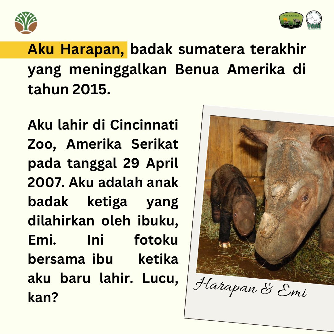 Gak cuma manusia aja lho yang berdiaspora, badak sumatera juga bisa😆 Salah satunya adalah badak sumatera “Harapan” 🦏

@KementerianLHK <a href="/tnwaykambas/">btn_waykambas</a> <a href="/jellypastaa/">Asta Ebrahim</a>