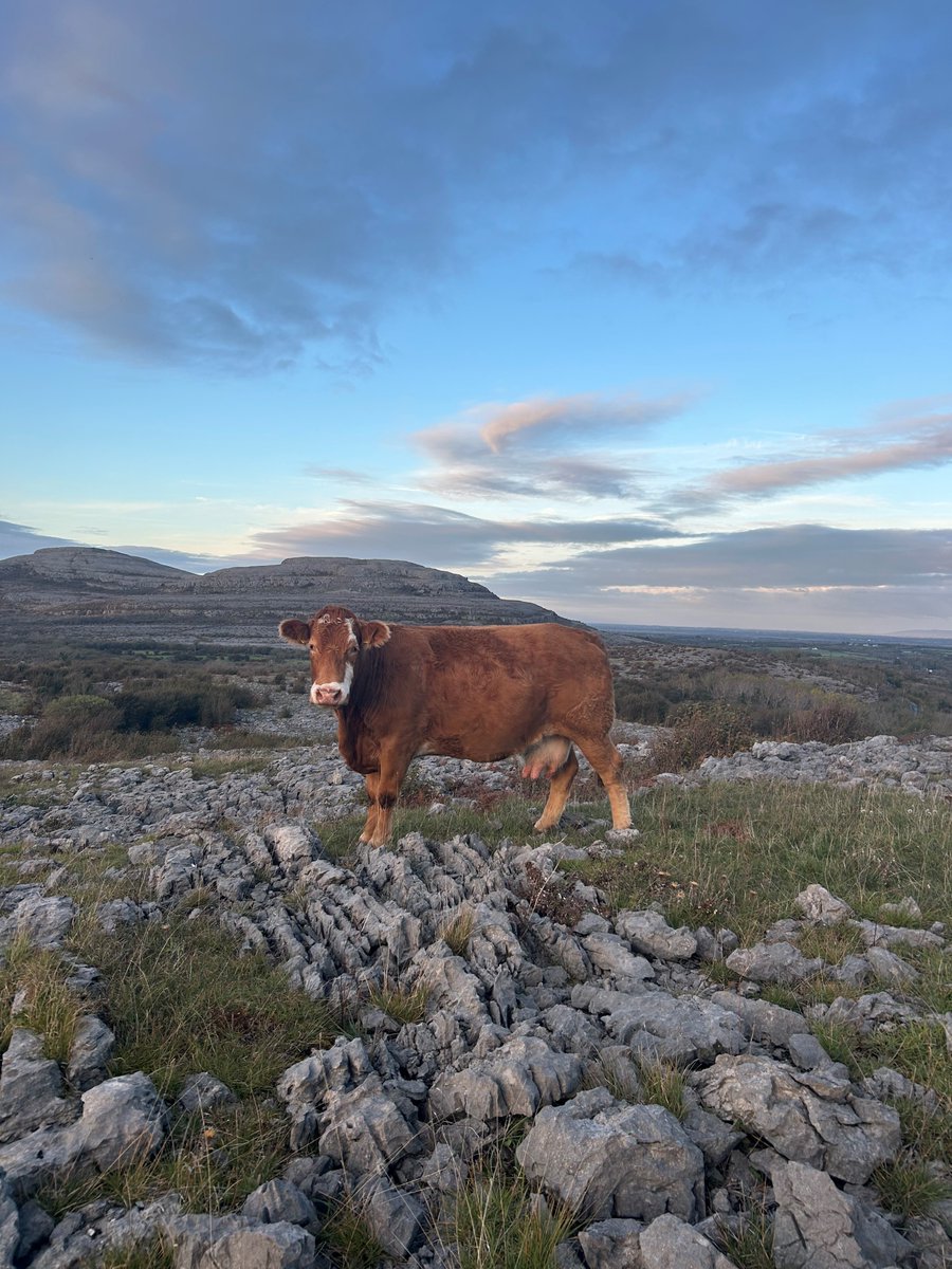 HNVS are looking to recruit suckler farmers for a new EIP project in the Burren which will focus on Suckler Cow Health. Find out more details at: acresburrenaran.ie/_files/ugd/f94…