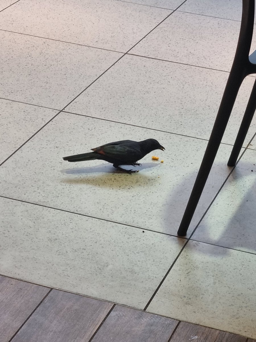 TeamEEElite's tweet image. Can&apos;t escape the UCT birds even in PE😭😭
#chpc_scc #TeamEEElite #HPC 
@uctjustkidding