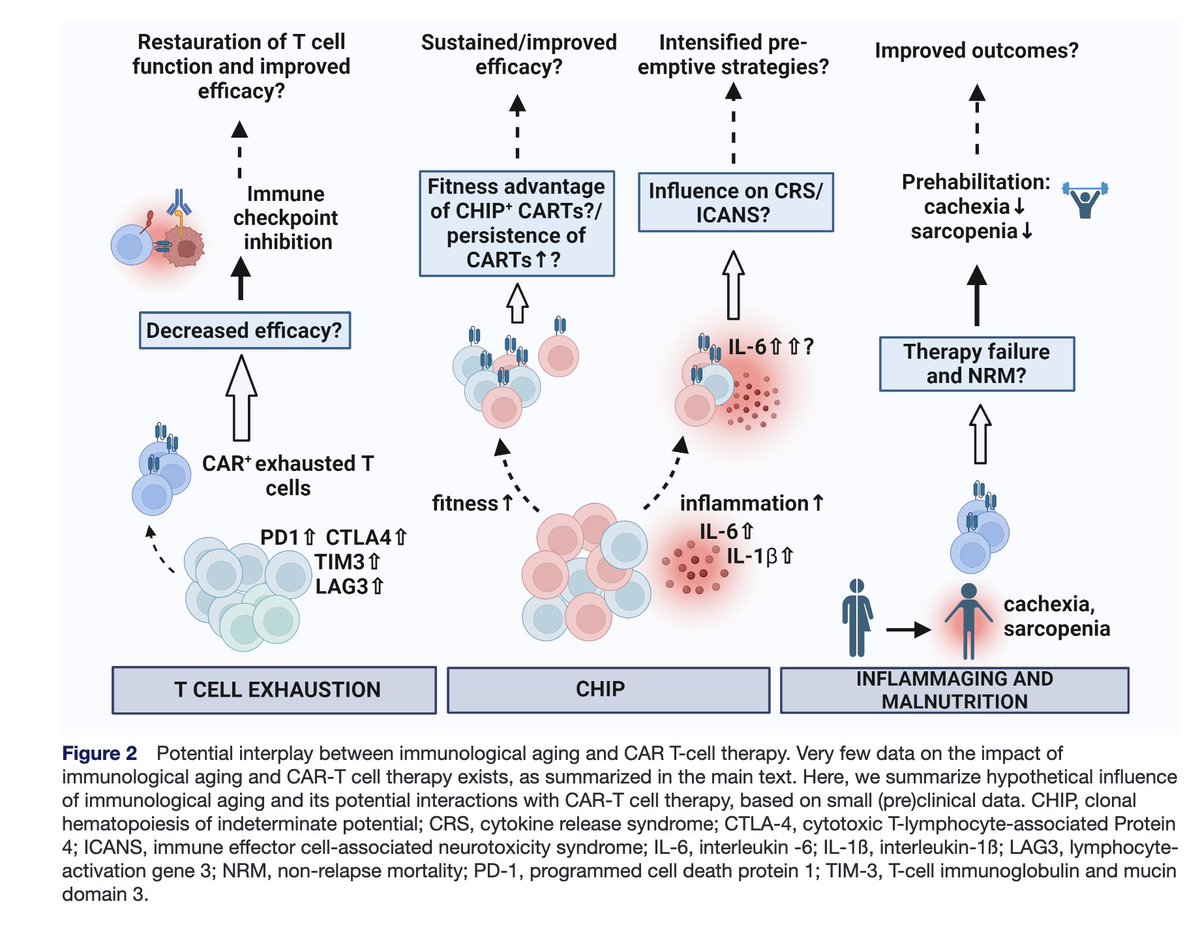 How do ageing and age-associated changes of the immune landscape affect immunotherapies in patients with lymphoma or multiple myeloma? Very happy to see our comprehensive review of the available evidence lead by <a href="/fa_ulle/">Fabian Ullrich</a> &amp; <a href="/neuendorff_nr/">Nina Rosa Neuendorff</a> out <a href="/jitcancer/">Journal for ImmunoTherapy of Cancer</a> 🎉 jitc.bmj.com/content/12/12/…