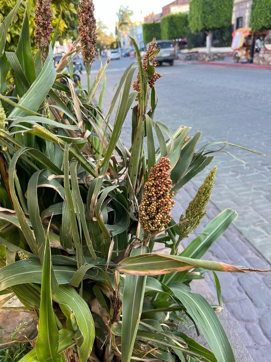 marloncadenaec's tweet image. @rabascallcarlos @AleRivas2025 @JorgeSanchezID  @ID12Ecuador @IdTransforma  Vean esta maravilla que encontré. Es el teocintle, el antepasado del maíz. Aquí está la clave para crear variedades de maíz resistentes a la sequía. Ojalá el #INIAP lo supiera, pues se #TrataDeTodos