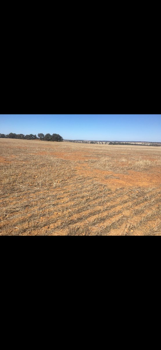 Crazy Jespersen tweet media