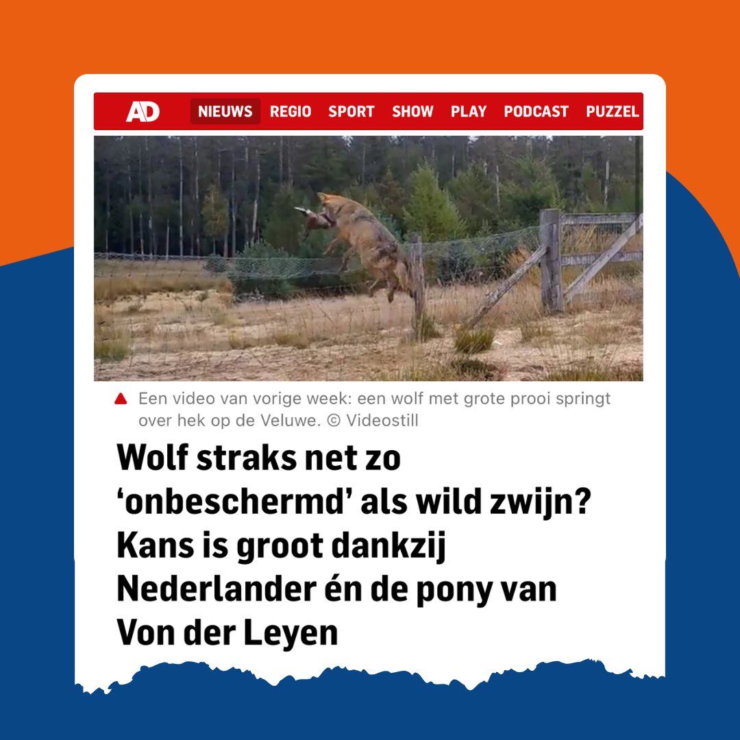 De aanhouder wint! <a href="/hjaruissen/">Bert-Jan Ruissen (SGP EP)</a> zet de overlast door de oprukkende wolven al jarenlang op de politieke agenda. En met succes! Dinsdag stemde een meerderheid ervoor om de wolf minder strikt te beschermen. Beheer wordt beter mogelijk: goed nieuws dus voor schapen en pony's!