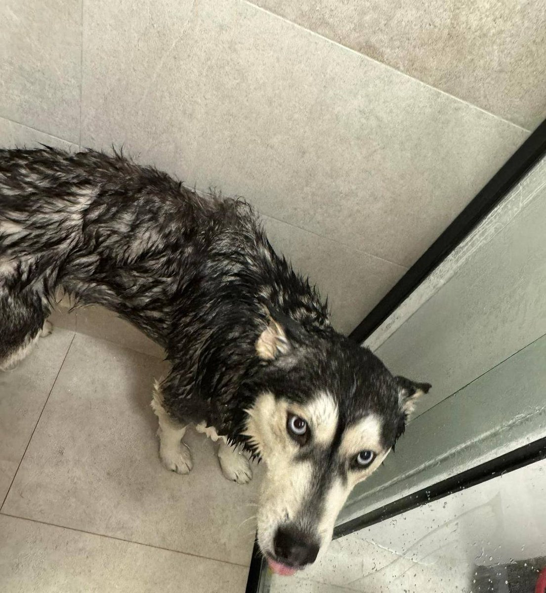 LandoOnChain's tweet photo. 🐾✨ Meet Lando, our furry friend, getting squeaky clean before the big launch! 🛁🚀 Just like Lando is fresh and ready for bath time, our $LANDO token is gearing up to make waves on the Solana blockchain soon! 🌊💥

Stay tuned, big things are coming! #Crypto #Solana #LANDO https://t.co/VbhLTs4bDE
