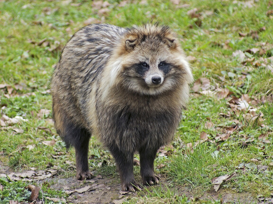 Some scientists are blaming #covid on this animal. Honestly, how did I make it this far in life oblivious to the existence of Raccoon Dogs? #raccoondogs 
en.wikipedia.org/wiki/Common_ra…
