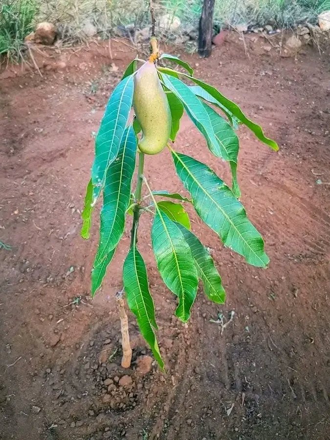 Mû nené tweet media