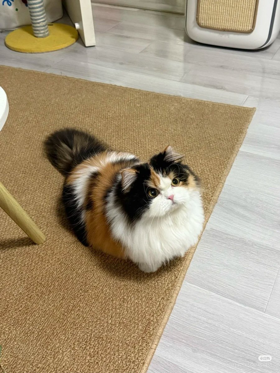 nocontextscats's tweet photo. 😾 https://t.co/ZcwaKs0nqG