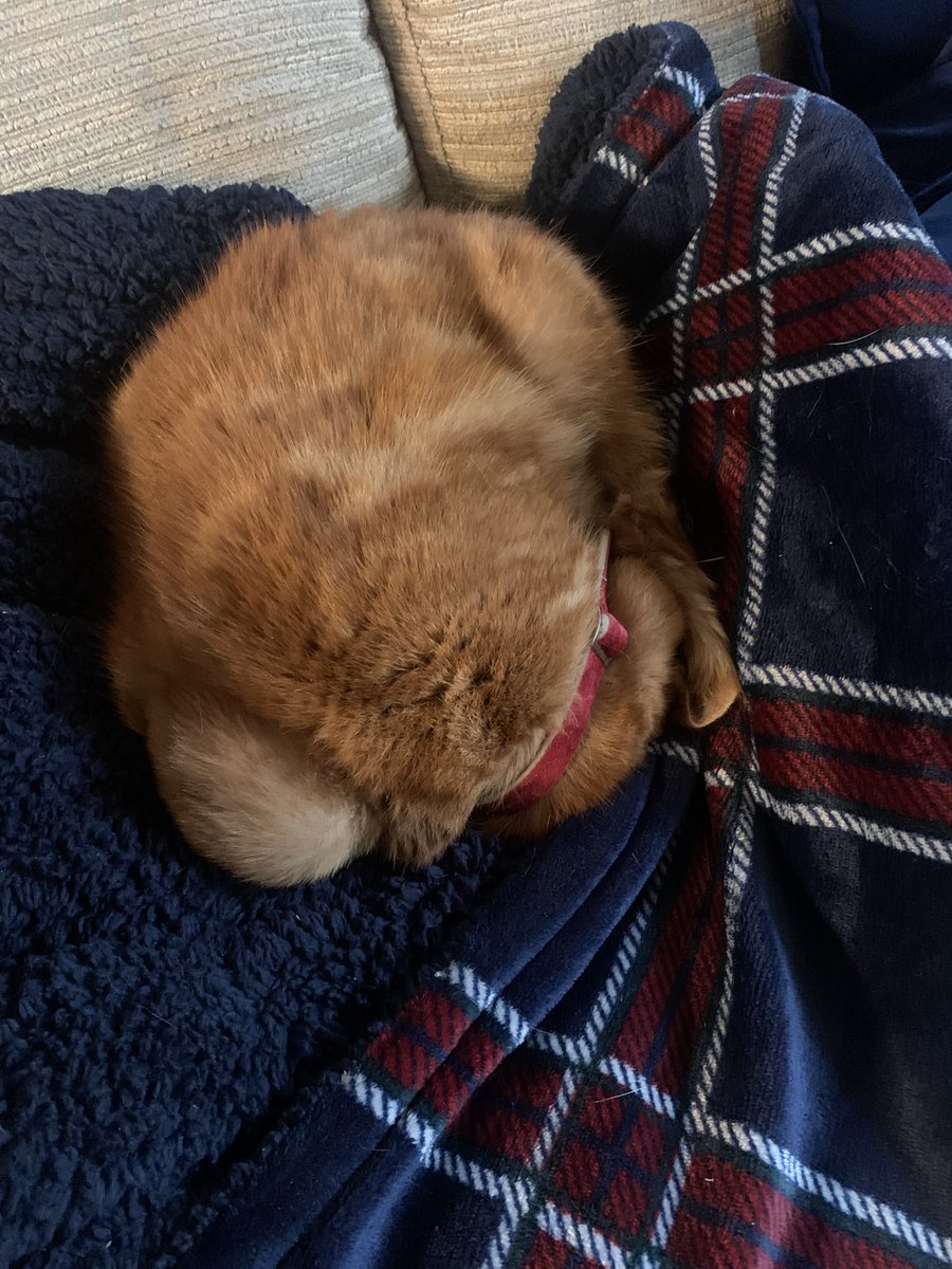 lesley_benson's tweet image. Making Omelette as comfy as possible till her CT Scan on Thursday, hoping that her lump is just another abscess. #InBits #MamasCat