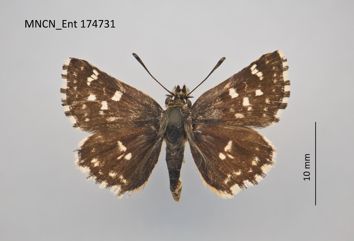 INC-STEP Reference Collection tweet media