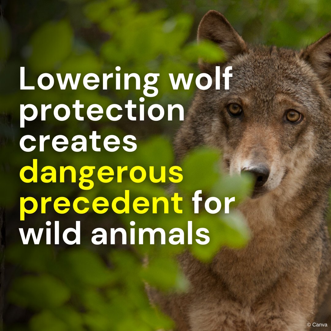 The European Institute for Animal Law & Policy tweet media