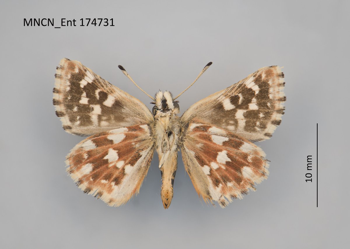 INC-STEP Reference Collection tweet media