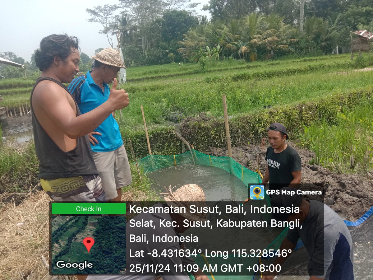 paramarta080's tweet photo. Senin,(25/11),I Gede Putu Paramarta,Luhkan Kab.Bangli di POKDAKAN Giri Mandara Manik Guna Desa Selat, mendampingi panen benih nila sebanyak 15000 ekor,ukuran 9 cm,luas lahan 300 M2,dengan harga 500/ekor
#GiatLuhkanSatminkalGONDOL 
#Bangli
#Panen
@bppsdm_gondol 
@bppsdm_puslatkp https://t.co/tWTBTdNI8z