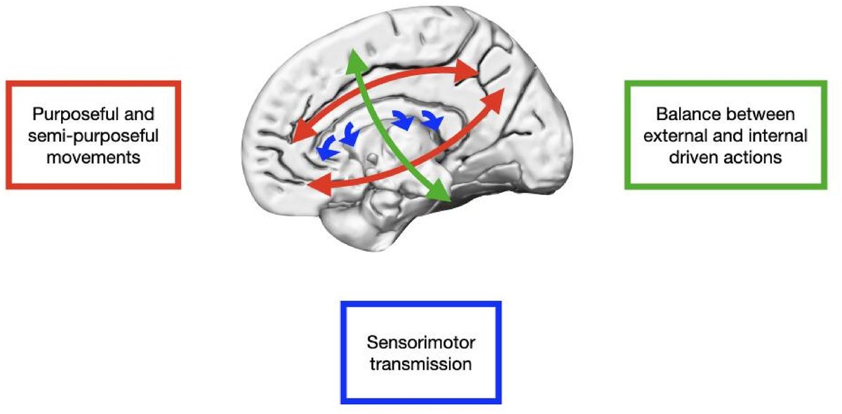 Our findings support the hypothesis that AHS is a disorder in the awareness of motor intentions. Both conscious intent generation and awareness of that intent are disrupted, leaving patients unable to suppress involuntary actions, modify inappropriate targets, or control timing.