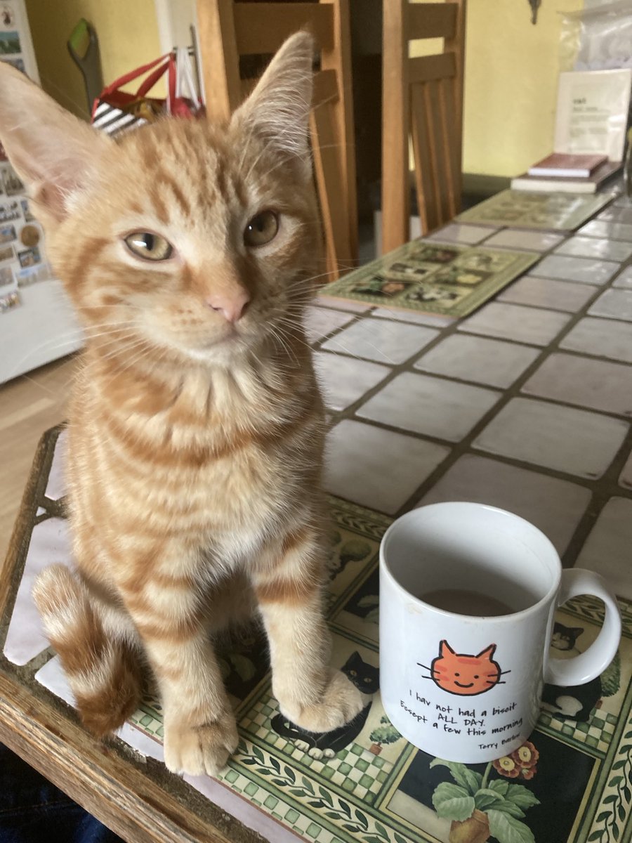 D.V. Catt tweet media