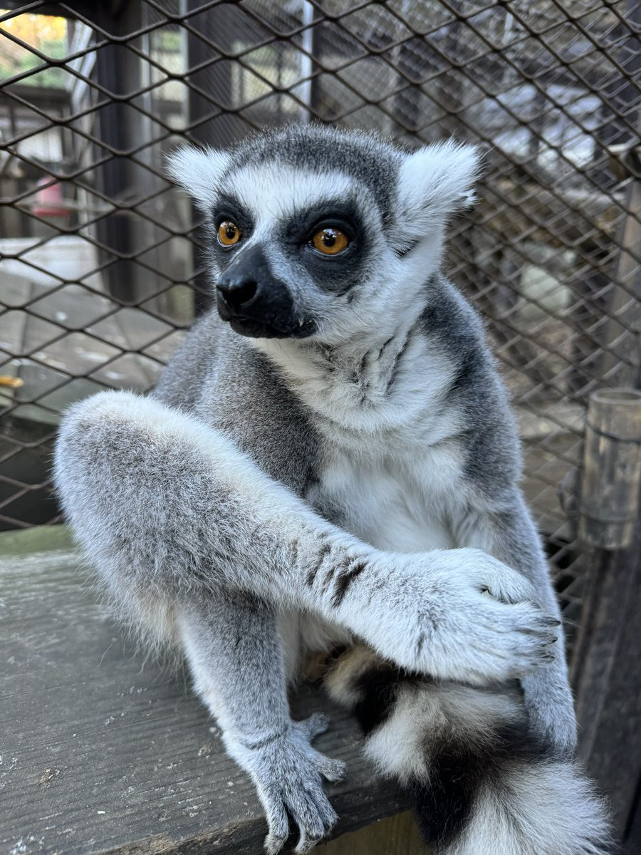 ndayo2nd's tweet image. 市原ぞうの国とさゆりワールドのいいところは、そこにいる動物がすべて人懐こっくていい子ばっかり
餌ダメって掲示がなければ誰にでもあげていいから本当に最高の動物園