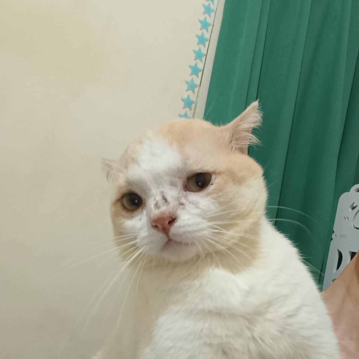 _inimichi's tweet photo. sebenarnya aku males difoto, tapi tadi mami bawa kantong besar pas pulang dari petsop, jadi aku nurut dulu sebelum ku pipisin lantai kamarnya https://t.co/ybmWMKMI4t