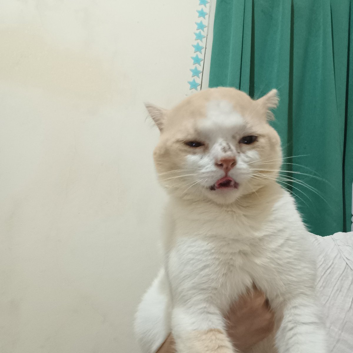 _inimichi's tweet photo. sebenarnya aku males difoto, tapi tadi mami bawa kantong besar pas pulang dari petsop, jadi aku nurut dulu sebelum ku pipisin lantai kamarnya https://t.co/ybmWMKMI4t