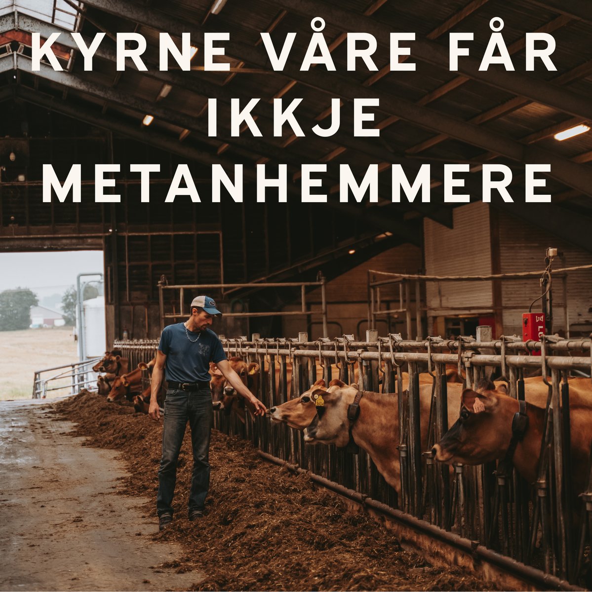 Jerseymeieriet (@jerseymeieriet) on Twitter photo 