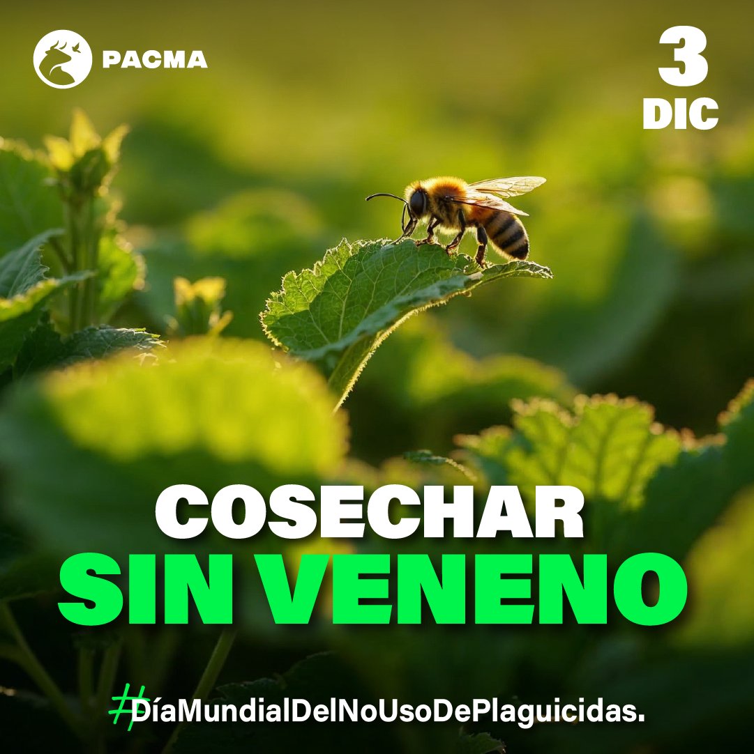 🌾Por un futuro sin venenos

🌱Cada año, 200.000 personas pierden la vida en el mundo y miles de ecosistemas son arrasados por los plaguicidas. En el #DíaMundialDelNoUsoDePlaguicidas, desde PACMA exigimos un modelo agrícola ecológico y sostenible que respete la vida y la