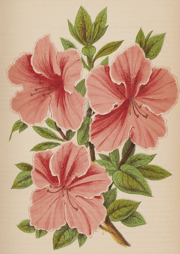 Gallica BnF tweet media