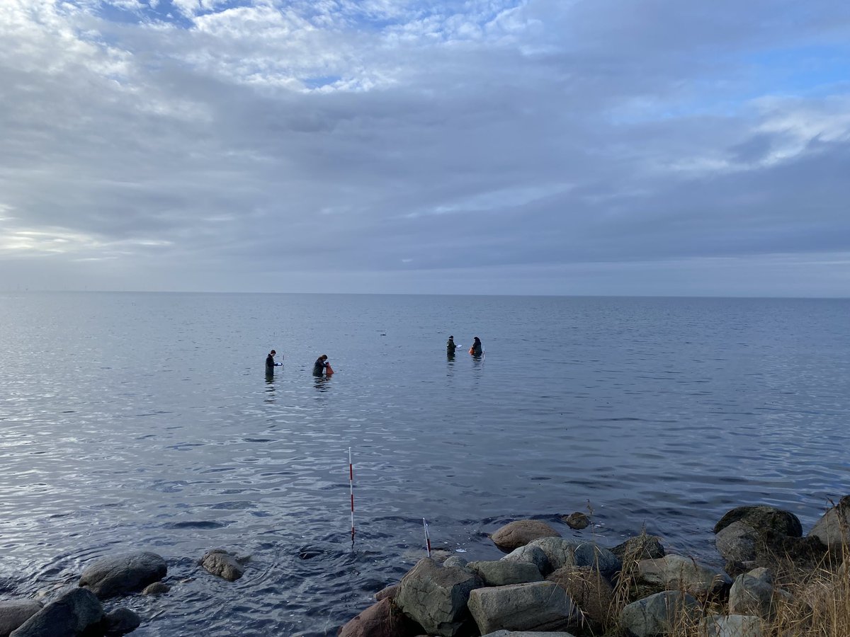 KE_Brodersen's tweet photo. Sampling for infaunal biodiveristy in seagrass sediment on a beautiful December day. Effective Master students (Environmental Science) and lab tach from Roskilde University 🙌🙏👍

#seagrass #biodiversity #RUC https://t.co/iglYOBPFKm