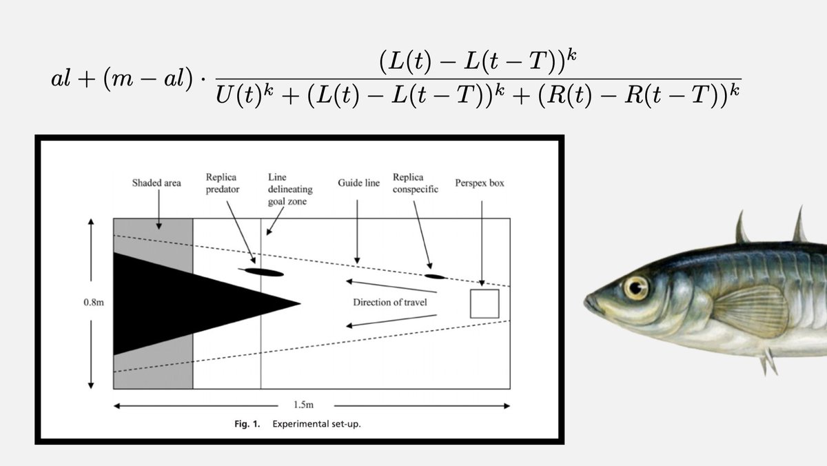fermatslibrary's tweet photo. In 2008, Ashley J.W. Ward's team published a study with insights on the mechanisms behind "swarm intelligence" and the "wisdom of crowds". How do animals in groups make better decisions when no single individual clearly possesses all the necessary information?

Focusing on three-spine stickleback fish, the researchers proposed "quorum responses" as a key mechanism: individuals act only when they observe a threshold number of others doing the same. Their findings revealed that sticklebacks rely on this strategy to make collective movement decisions, whether avoiding predators or navigating as a group.