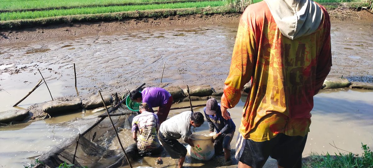 sendygita's tweet photo. Rabu 09/10/2024 LUHKAN Bengkulu Utara Ds Tambak Rejo Sendy Gita Lestari,https://t.co/76250YQ7Ky.Pi mendata panen ikan nila di kolam Hartono total 2.245 kg hrg Rp.21.000
#luhlapor
#panen 
#GiatLuhkanSatminkalBRPPUPP
@pusluh_bppsdm @bppsdm_brppupp https://t.co/yPXsAieMEe