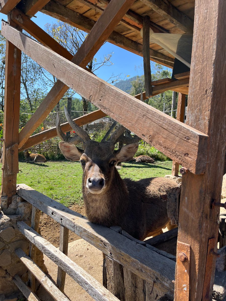 Nasaf Rochman tweet media