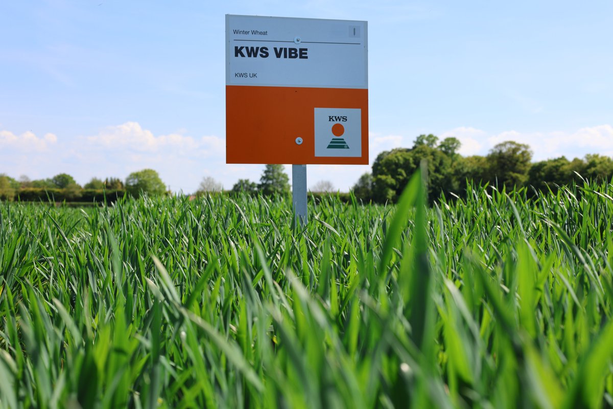 KWSUKLtd's tweet photo. It's a massive year for KWS varieties being added to the AHDB 2025/26 Recommended List. 🍾

This year, eight new wheat varieties and four new barleys have been added to the list, covering all groups.

Take a look at our press release on our website: https://t.co/EwJqii4S7E https://t.co/FxH3JN71z1