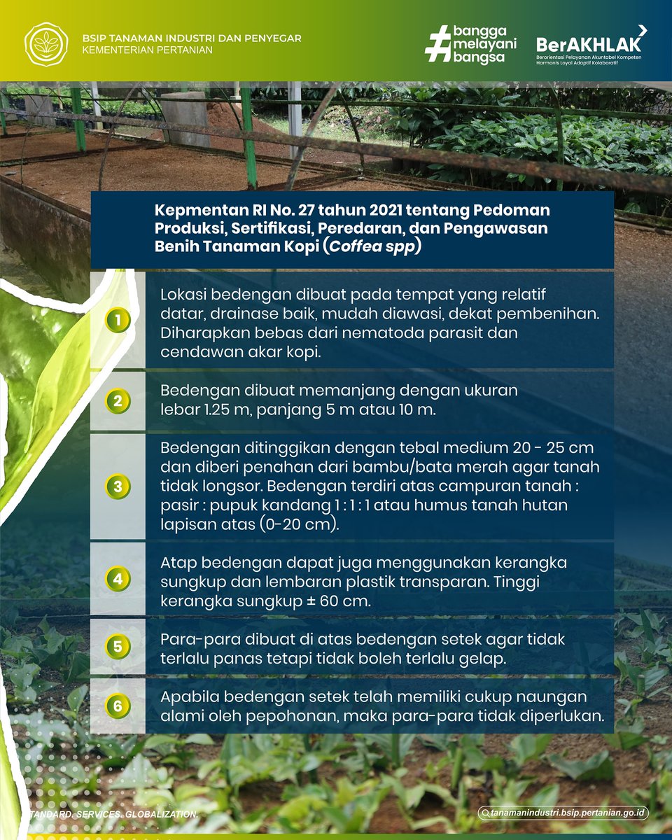 brmptri's tweet image. Halo, #frenSIP!
Minggu lalu kita sudah mengetahui apa itu bedengan. Hari ini kita belajar bagaimana bedengan dibuat. Untuk cara berikut dikhususkan untuk bedengan setek kopi yaa #frenSIP