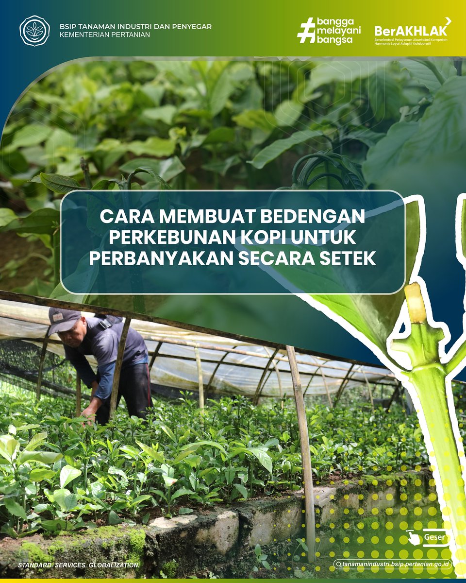 brmptri's tweet image. Halo, #frenSIP!
Minggu lalu kita sudah mengetahui apa itu bedengan. Hari ini kita belajar bagaimana bedengan dibuat. Untuk cara berikut dikhususkan untuk bedengan setek kopi yaa #frenSIP