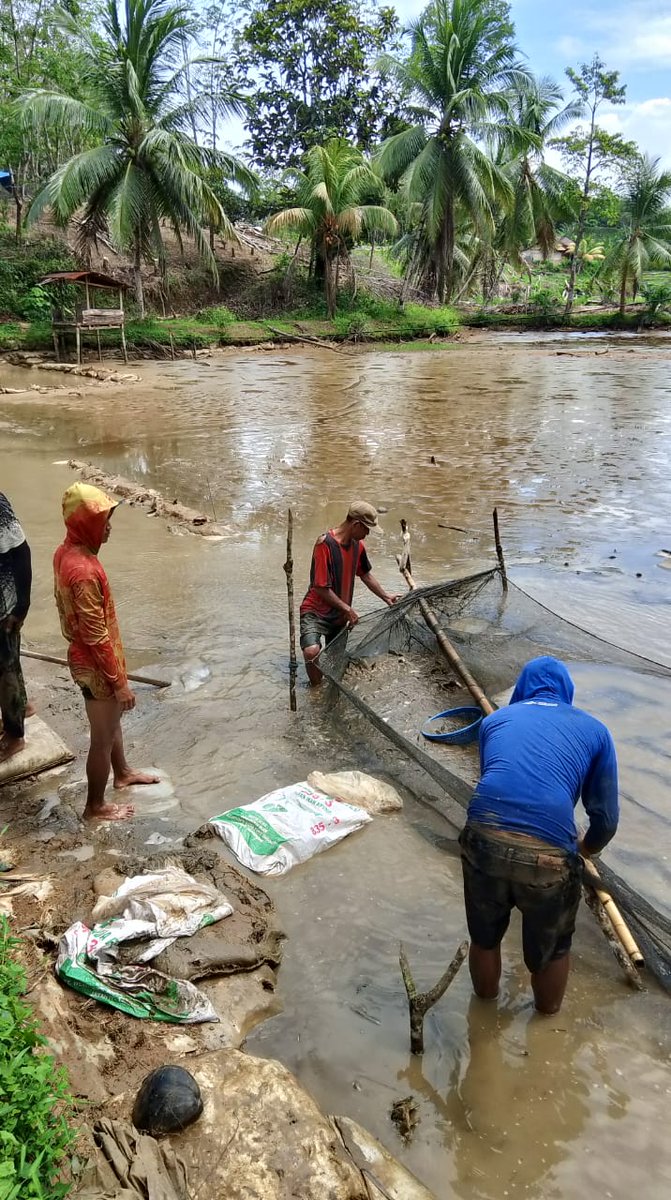 sendygita's tweet photo. Rabu 06/11/2024 LUHKAN Bengkulu Utara Ds Tambak Rejo Sendy Gita Lestari,https://t.co/76250YQ7Ky.Pi mendata panen ikan nila di kolam Supriyanto total 1.925 kg hrg Rp.21.000
#luhlapor
#panen 
#GiatLuhkanSatminkalBRPPUPP
@pusluh_bppsdm @bppsdm_brppupp https://t.co/edM7DFkD2f
