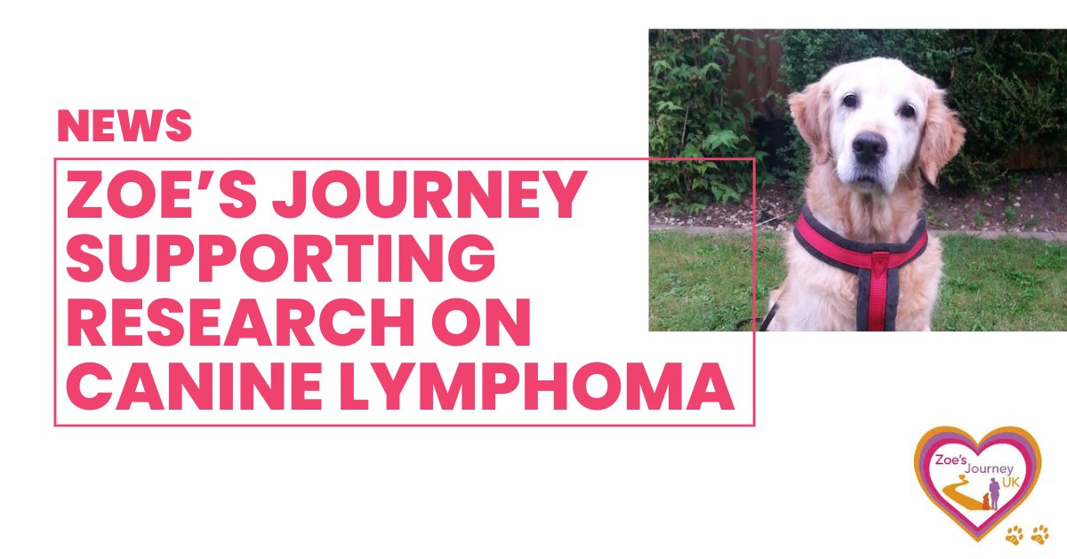 NEWS | Charity funds research with pawsitive impact!

Thank you to <a href="/ZoesJourneyUK/">Zoe May</a> for donating to support research on canine lymphoma

➡️bit.ly/4fS4eoj

#TeamLivUni