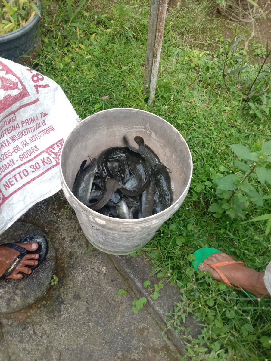 paramarta080's tweet photo. Selasa,(12/11),I Gede Putu Paramarta,Luhkan Kab.Bangli, di POKDAKAN Sari Nadi Desa Abuan,mendampingi Panen lele sebanyak 50 kg,berat 67 gram/ekor,luas 24 M2,dengan harga 21000/kg
#GiatLuhkanSatminkalGONDOL 
#Bangli
#Panen
@bppsdm_gondol 
@bppsdm_puslatkp https://t.co/U67z7wcMio