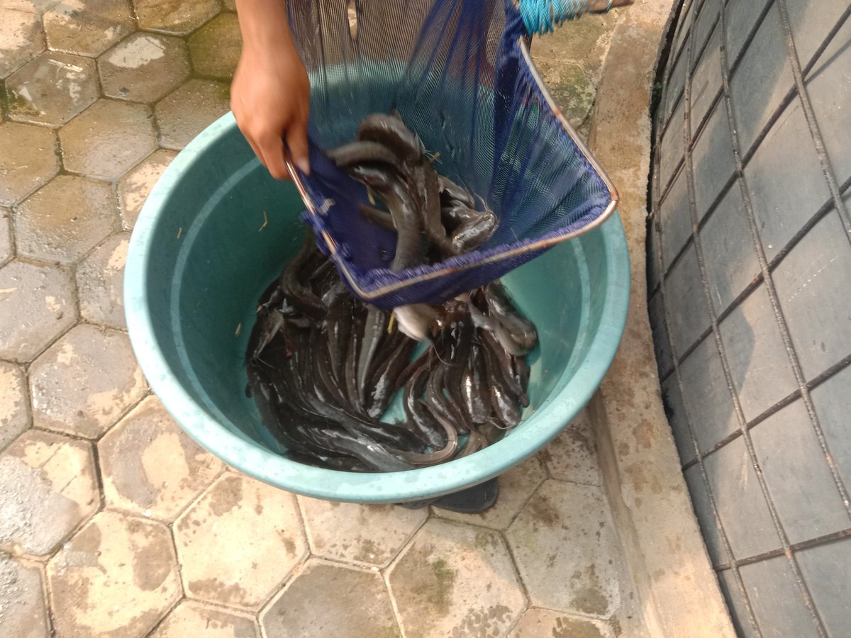 paramarta080's tweet photo. Selasa,(12/11),I Gede Putu Paramarta,Luhkan Kab.Bangli, di POKDAKAN Sari Nadi Desa Abuan,mendampingi Panen lele sebanyak 50 kg,berat 67 gram/ekor,luas 24 M2,dengan harga 21000/kg
#GiatLuhkanSatminkalGONDOL 
#Bangli
#Panen
@bppsdm_gondol 
@bppsdm_puslatkp https://t.co/U67z7wcMio