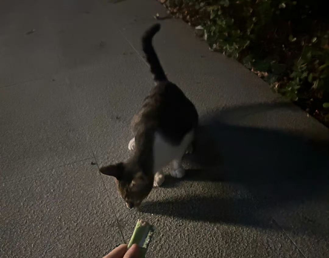 这只流浪猫在我的喂养下越来越胖了，今天突然想养只狗狗了，把它养大了后可以每天保护我下班，有坏人我就让狗狗咬😔 https://t.co/vyLoOOLDgU
