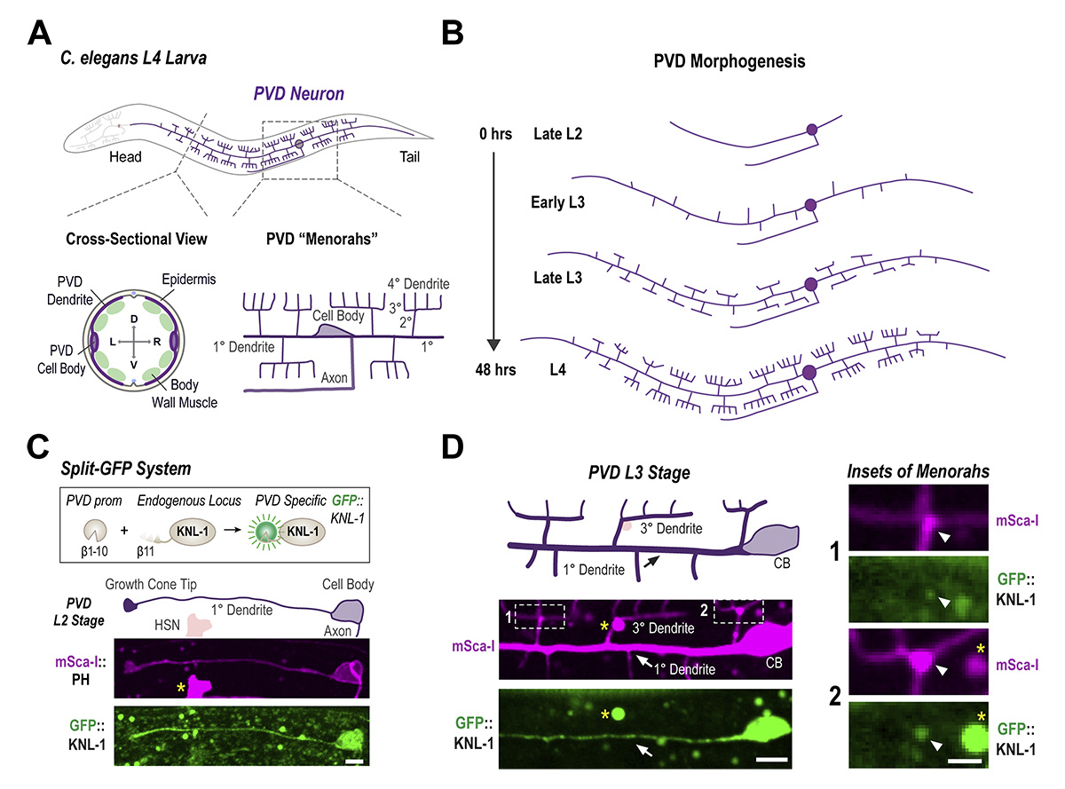 Journal of Cell Biology (@jcellbiol) on Twitter photo Alves Domingos, Green, <a href="/DCheerambathur/">Dhanya Cheerambathur</a> et al <a href="/SBSatEd/">Biological Sciences | University of Edinburgh</a> reveal a novel, cell-division-independent role for the #kinetochore protein KNL-1 in regulating dendrite arborization in #Celegans PVD #neurons through unexpected modulation of the #actin #cytoskeleton. hubs.la/Q02-9mGH0 Alves Domingos, Green, <a href="/DCheerambathur/">Dhanya Cheerambathur</a> et al <a href="/SBSatEd/">Biological Sciences | University of Edinburgh</a> reveal a novel, cell-division-independent role for the #kinetochore protein KNL-1 in regulating dendrite arborization in #Celegans PVD #neurons through unexpected modulation of the #actin #cytoskeleton. hubs.la/Q02-9mGH0