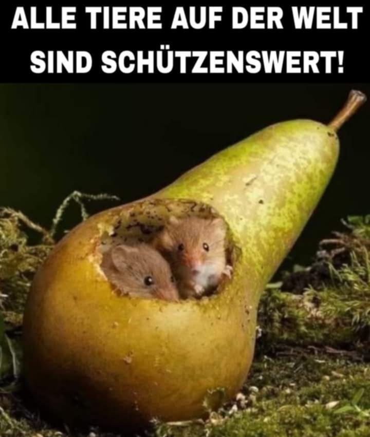 WIE WAHR!💗
Alle Tiere, ob groß oder klein verdienen es geschützt zu werden! Mitgefühl für Lebewesen in ungleicher Gestalt zeugt von gutem Charakter und wahrer Menschlichkeit!