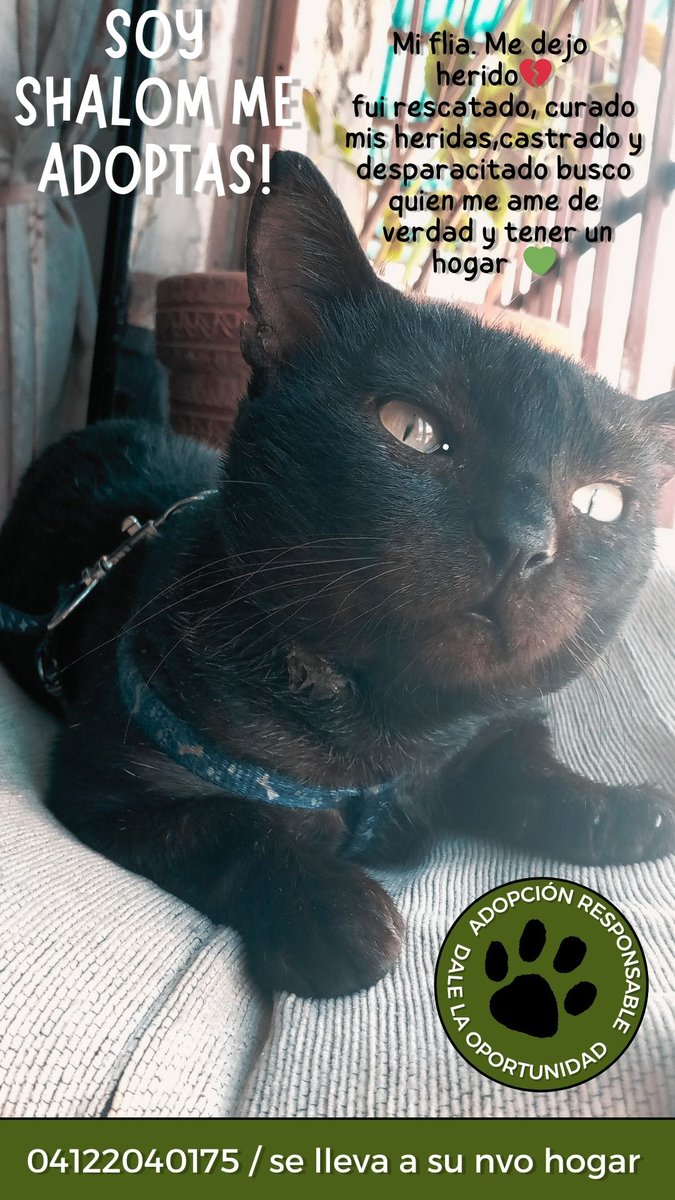 apoyocanino's tweet photo. Buen día  nos escriben porque este gatito necesita urgente hogar lo encontré herido lo curé y castré, pero no lo puedo dejar conmigo es tranquilo pero le gusta estar solo no se la lleva con perros 
Necesita una 2 oportunidad 
Adopta
En Miranda
04122040175
#casosdeterceros https://t.co/6MaCXYoETD