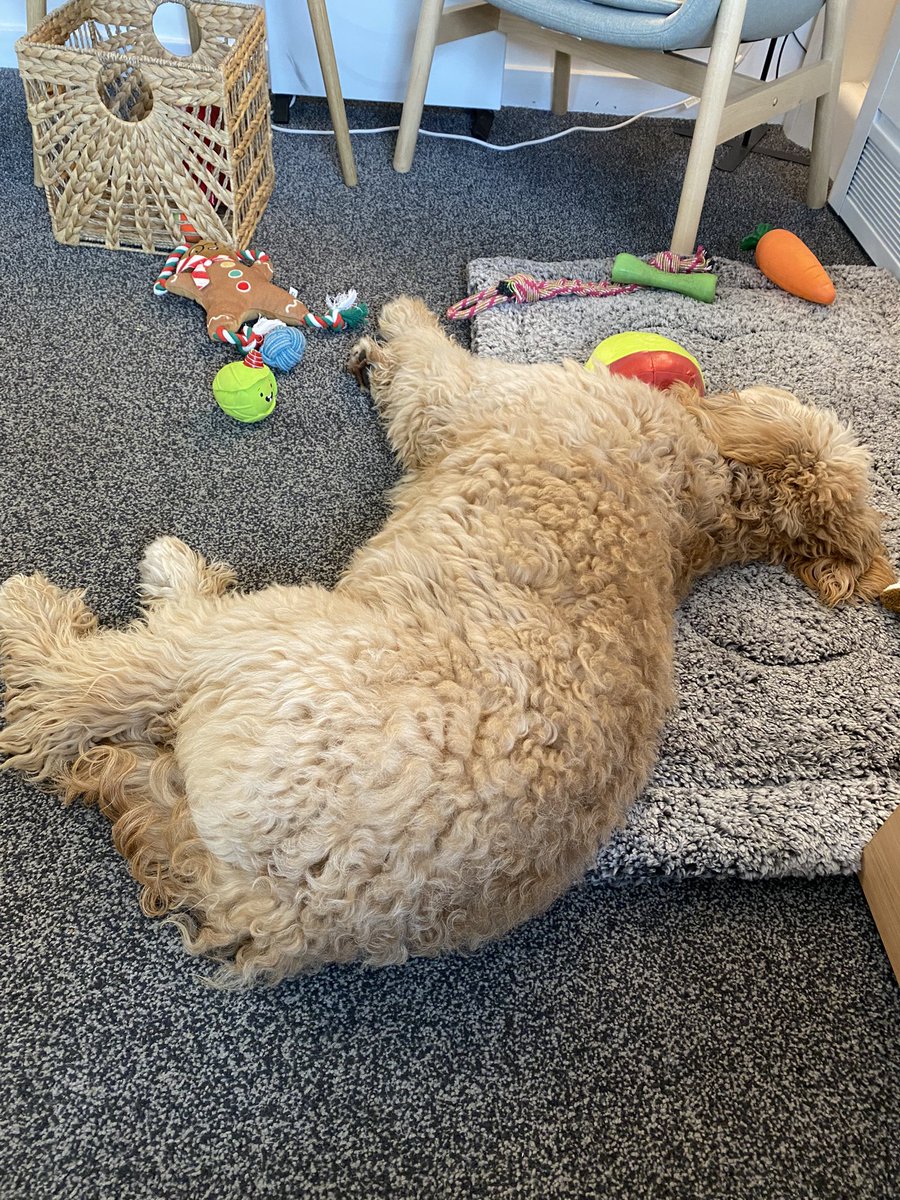 Busy day at the office for Florrie today #thedogmentor #burleywoofheads #dogtired 🐾🐶😴