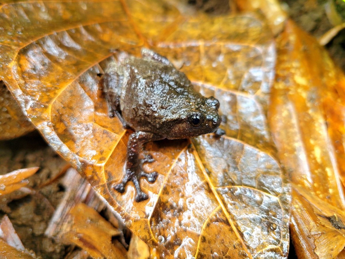 I'm a snake guy, but I can't not post some of the other beautiful species we see here in the Philippines, like this Kaloula! Check out those toes!