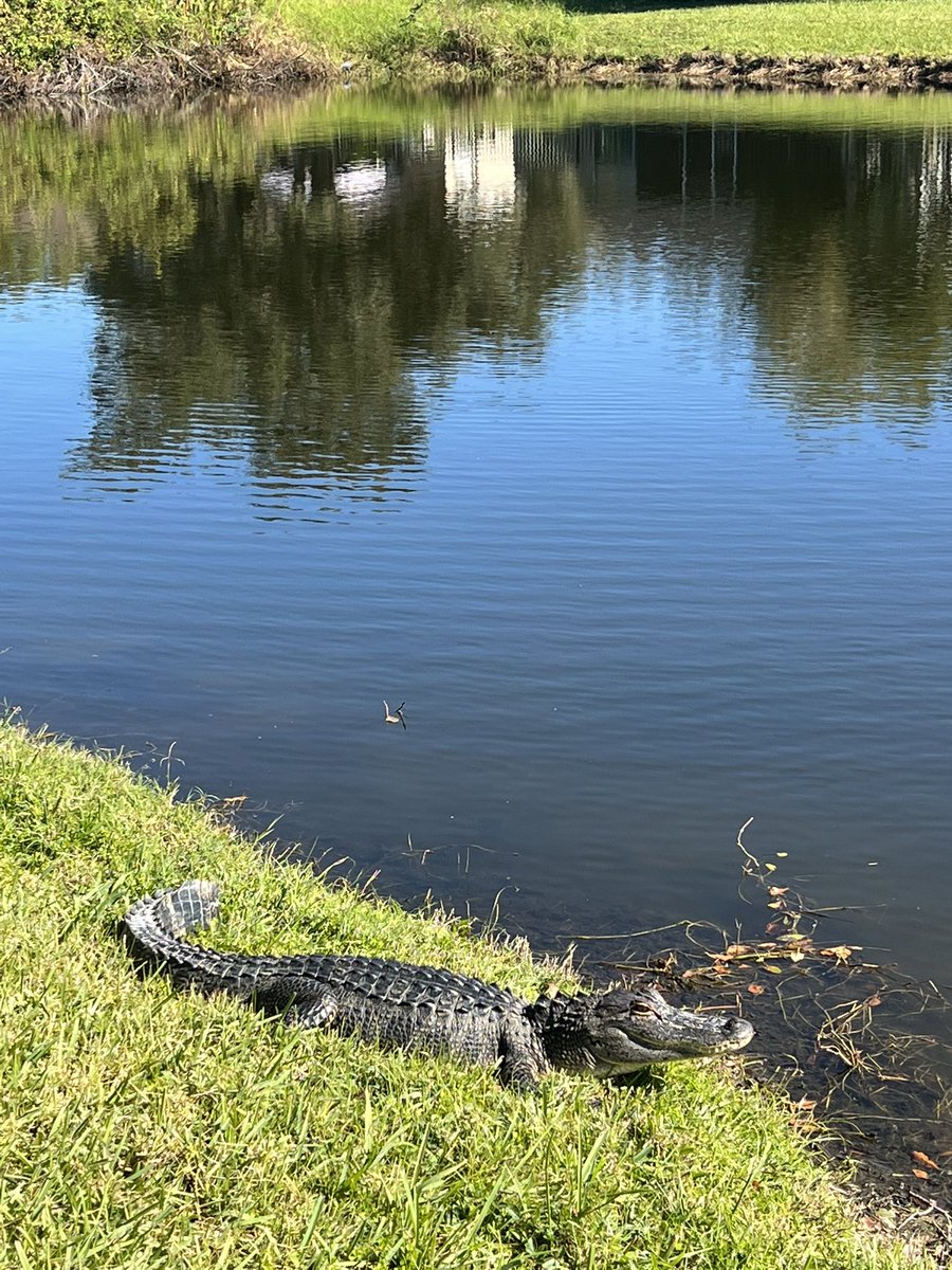 Bumped into this guy today, after a quick pet he told me <a href="/acrocalypseNFT/">Acrocalypse</a> has been cooking up a new casino. 

Have you heard of <a href="/degensggcasino/">Degens.gg</a> yet? If not head on over and check it out! Set up an account and be one of the #OG members! 

VPN needed for #USA Based individuals!