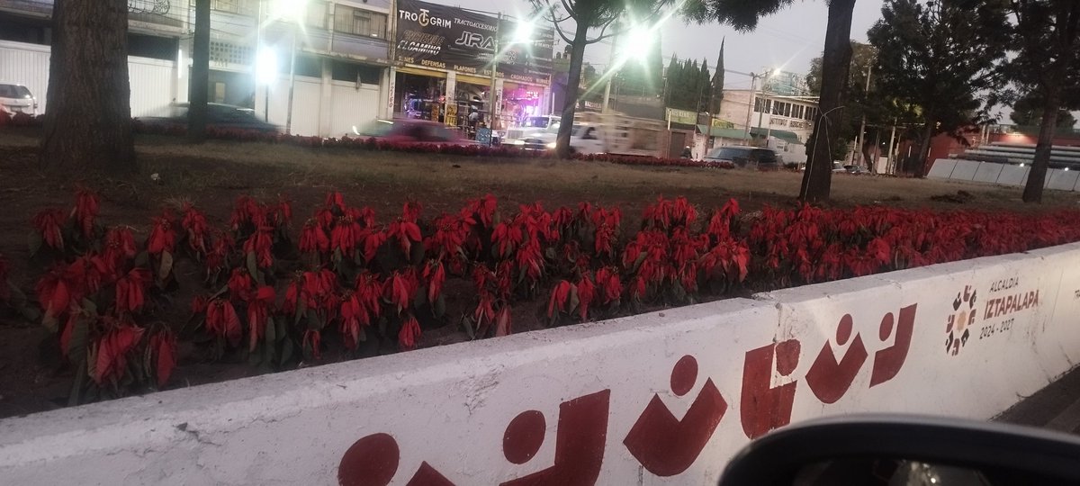 omar_p_l's tweet photo. Como para qué tanto dinero en nochebuenas. todas ya están marchitadas. en vano el trabajo de las cuadrillas y en vano el gasto. #Iztapalapa #CDMX @ALEIDAALAVEZ @ClaraBrugada https://t.co/syo7N97p5z