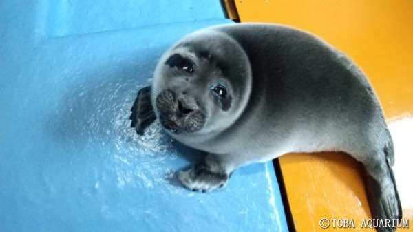 NIKO THE SEAL GIVEAWAY 

how to enter:

1. Follow this account ✔️

2. Like this tweet ♥️

3. Retweet this tweet ♻️

4. Comment “ouuughhh...” 

giveaway ends in 5 days